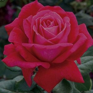 Meet your Posher, Bri